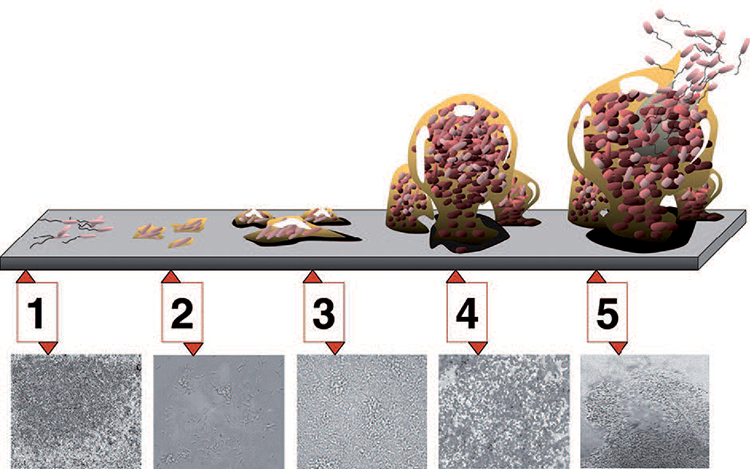 Design & Control of Pharma Water System to Minimize Microbiological Contamination