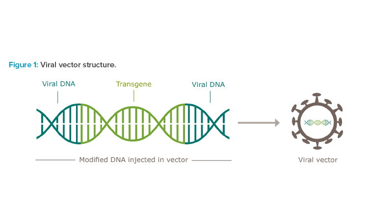 Figure 1: Viral vector structure.